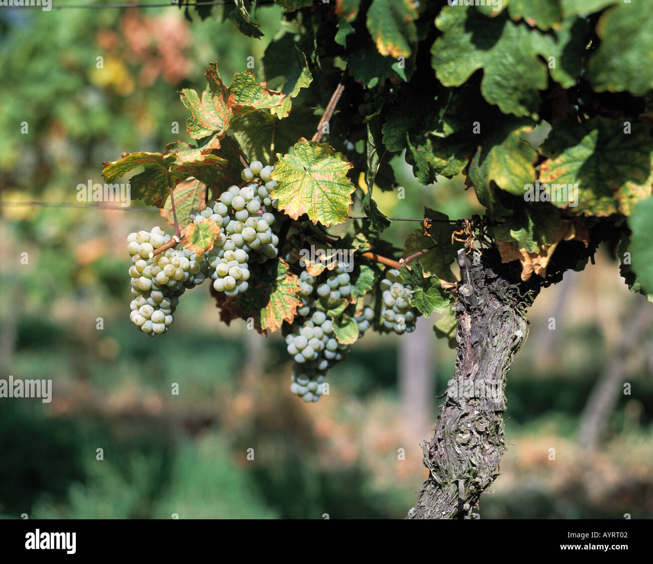 vine, white bunches of grapes, white vine Stock Photo