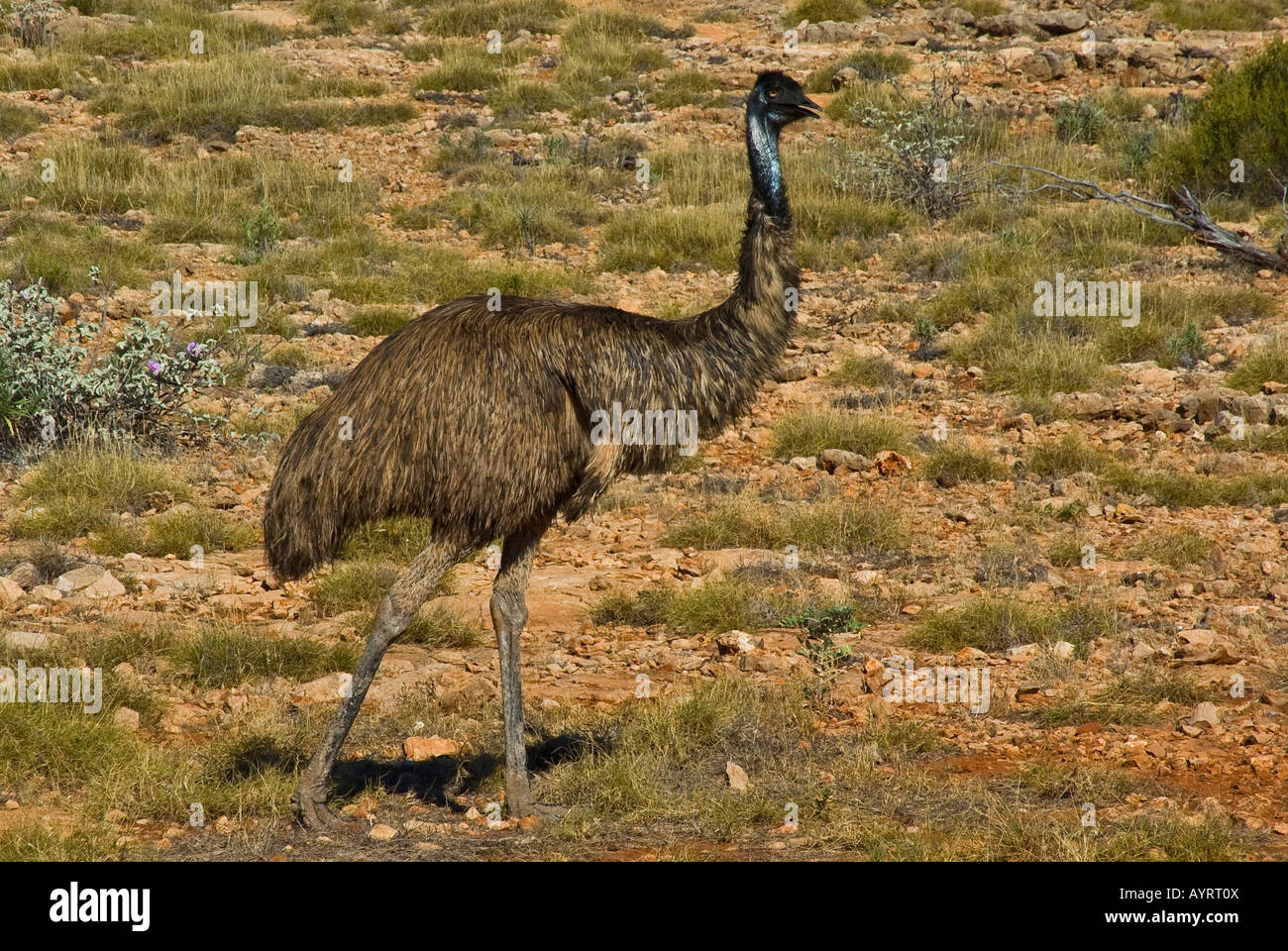 Emu (Dromaius novaehollandiae), Western Australia, Australia Stock ...