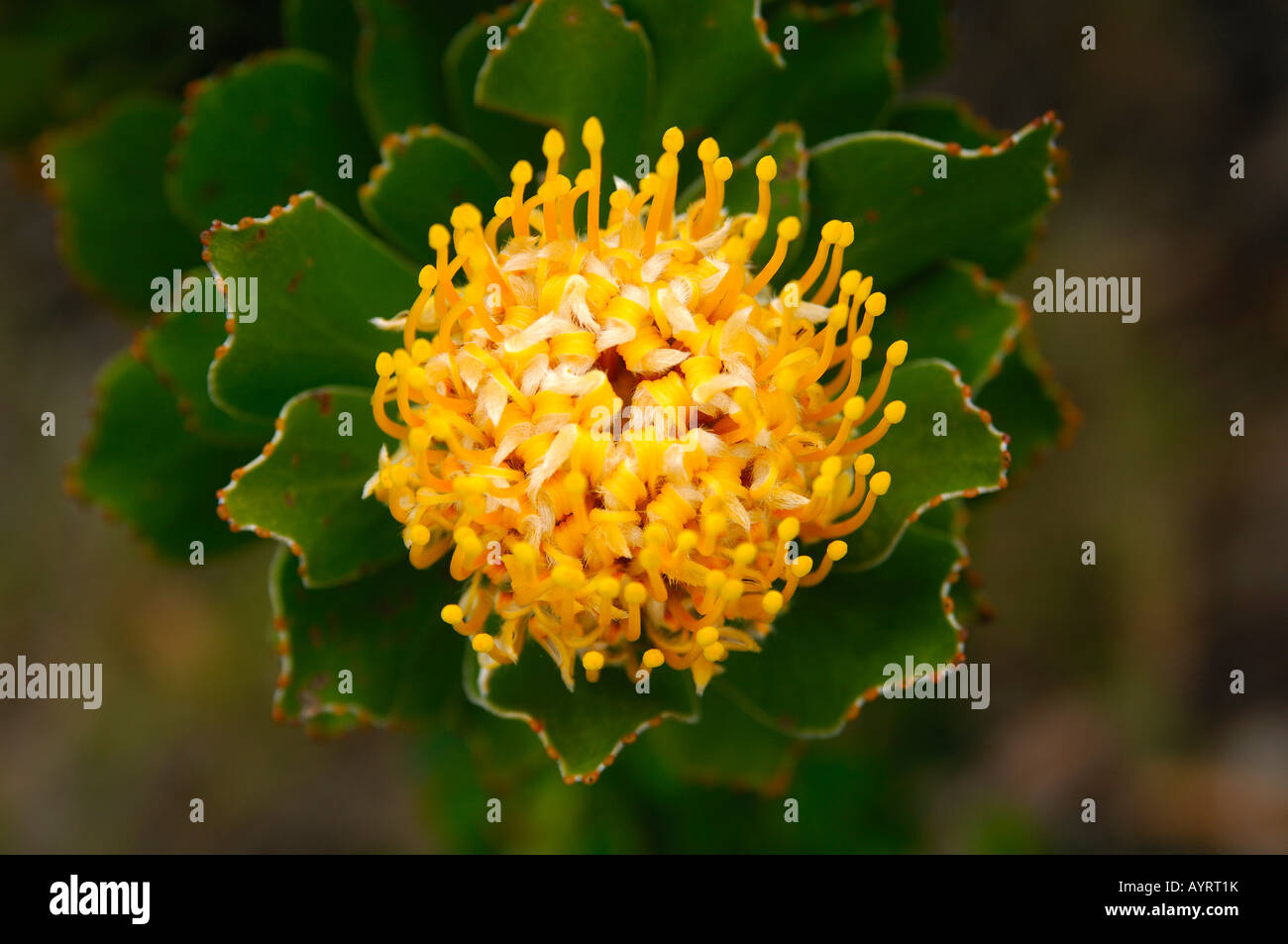 Flowering sugarbush, Protea, South Africa Stock Photo
