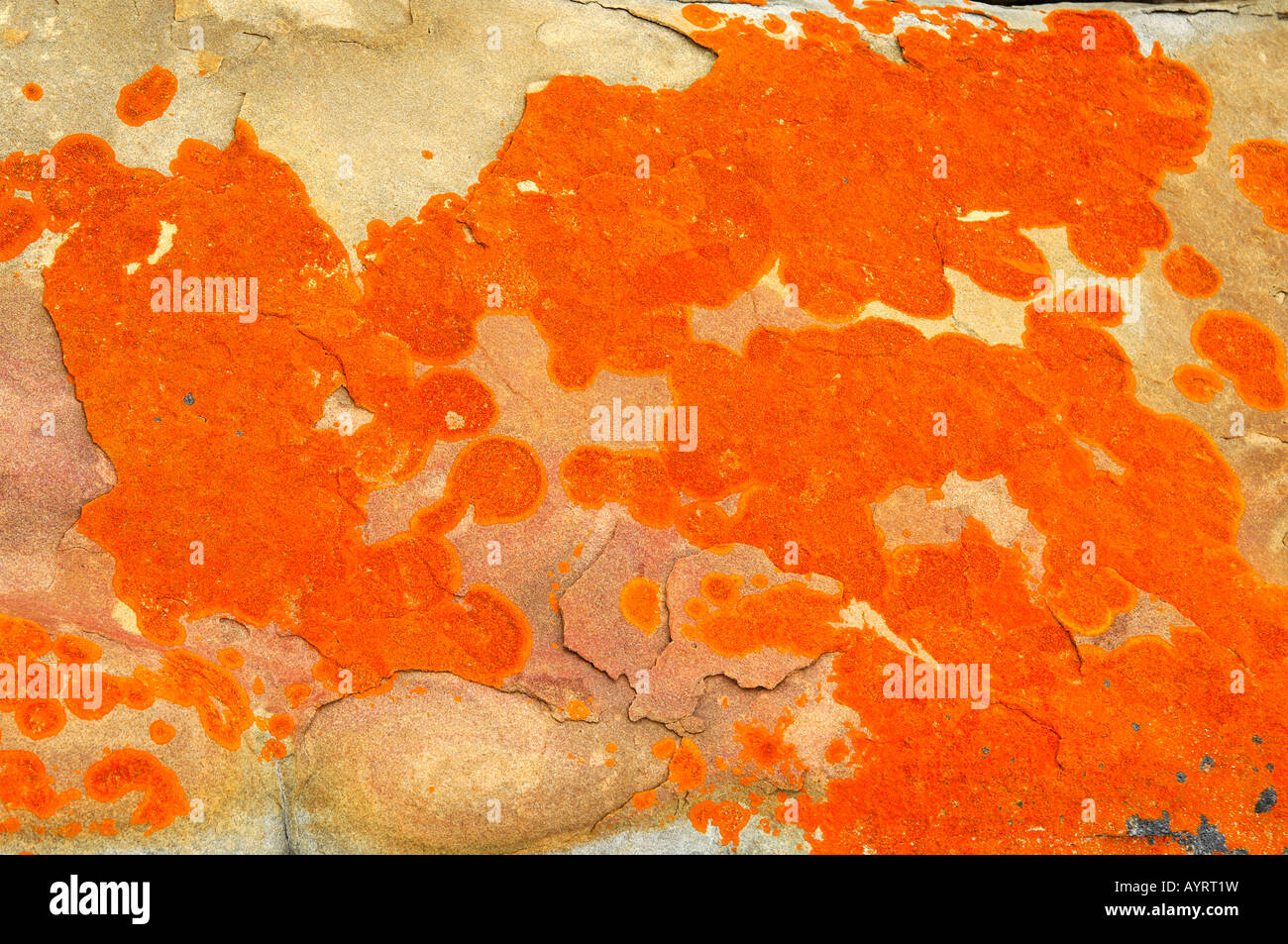Rust-coloured discolouration by lichens on a rock Stock Photo