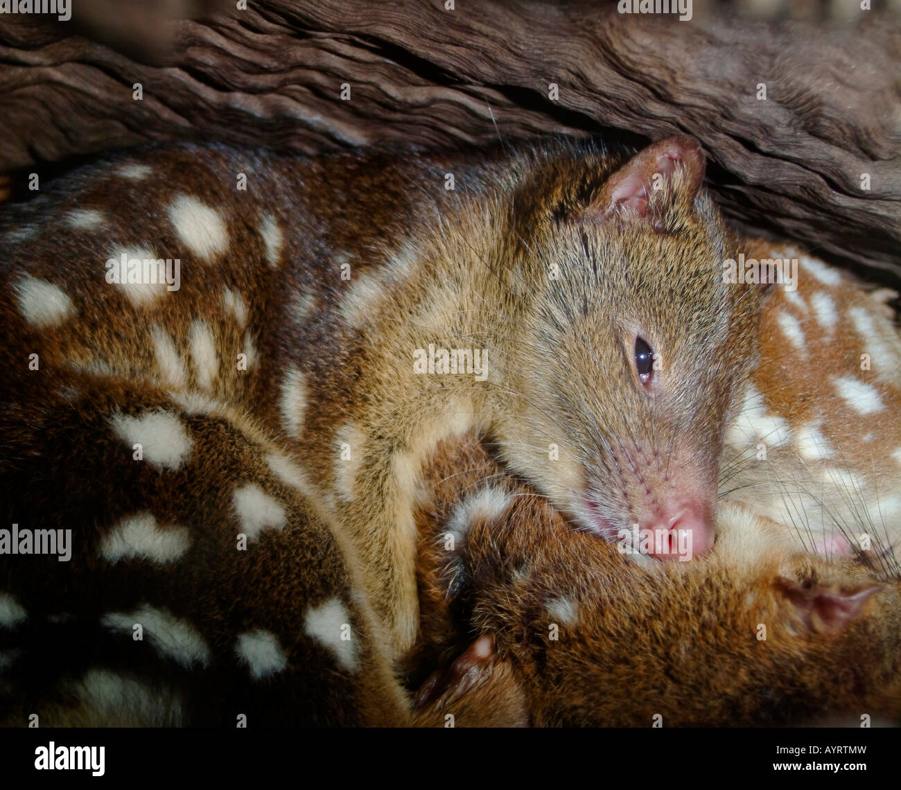 Tiger Quoll, Spotted-tail Quoll or Spotted Quoll (Dasyurus maculatus) laying in its den, Queensland, Australia Stock Photo