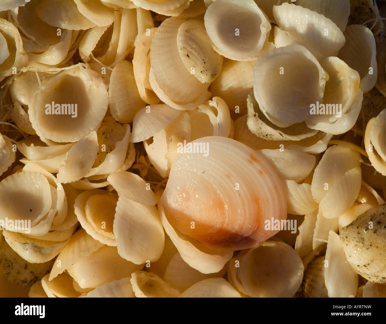 Australia shells seashells hires stock photography and images Alamy