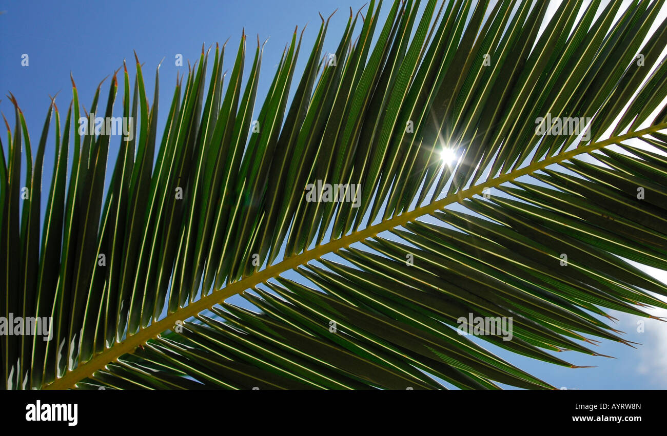 Sun twinkling through a palm frond, leaf Stock Photo