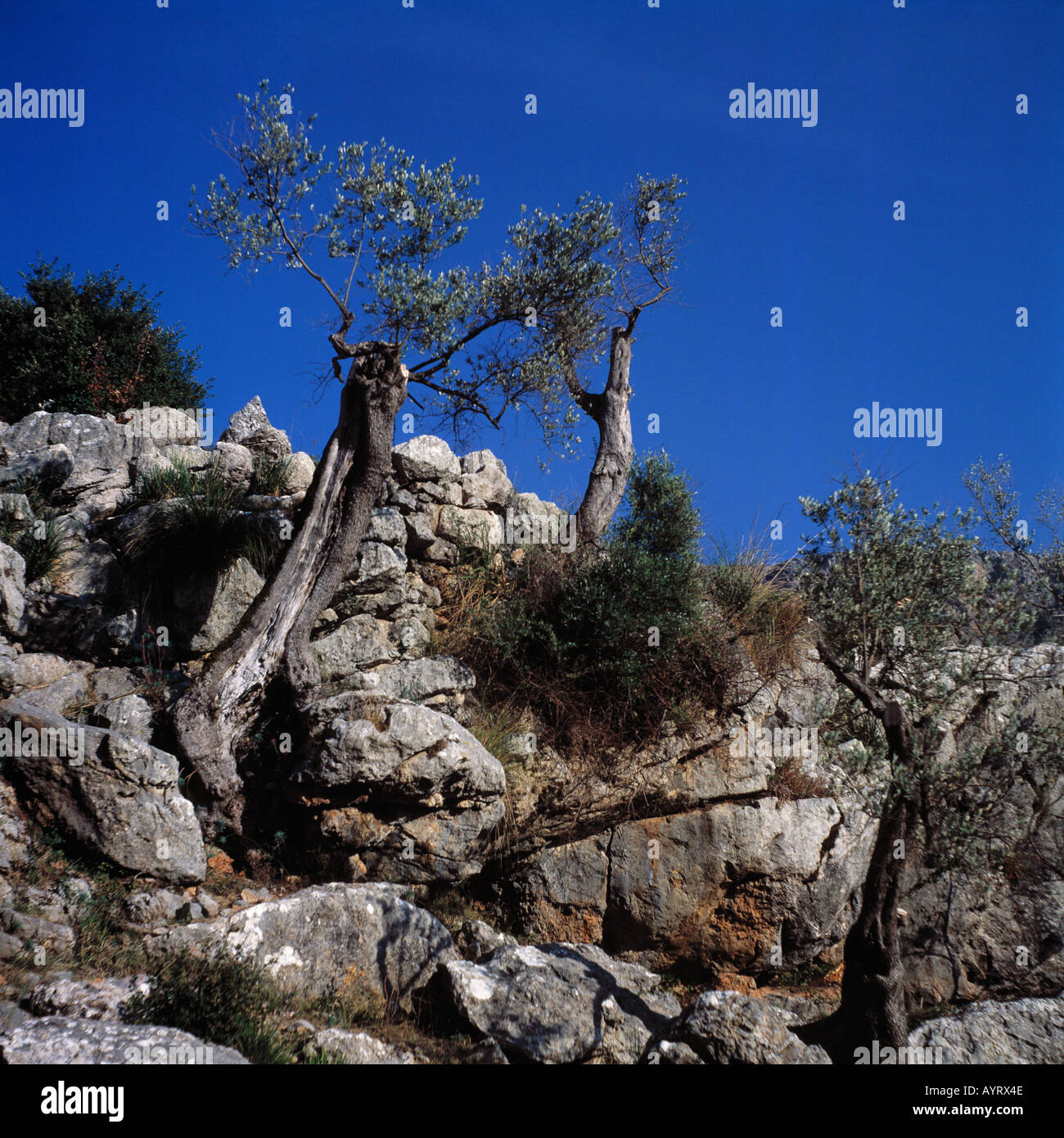 Felsenlandschaft, Felsbrocken, knorrige Baeume wachsen in Felsen, Mallorca, Balearen Stock Photo