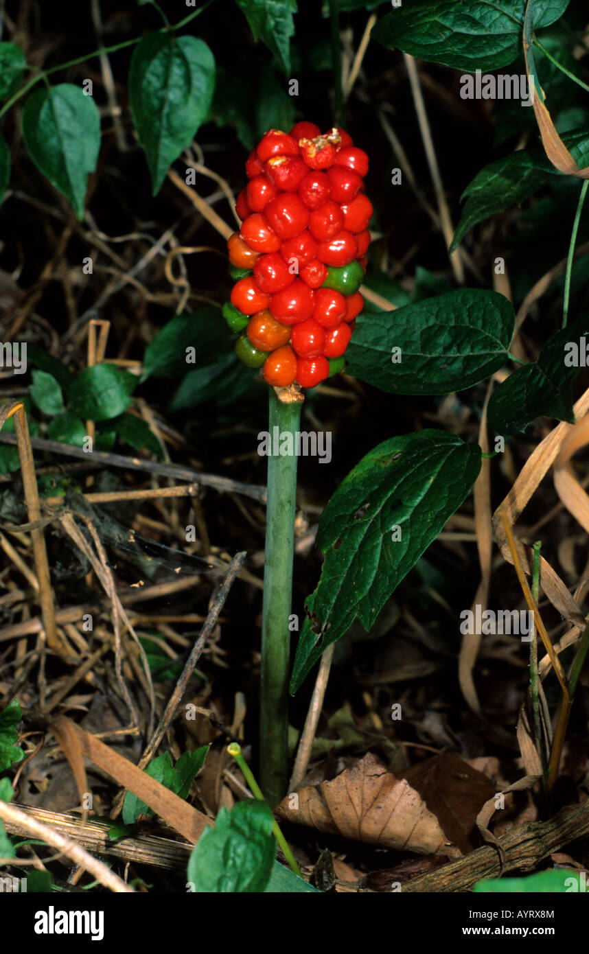 Wild Arum, Lords and Ladies or Jack in the Pulpit (Arum maculatum), seed head Stock Photo