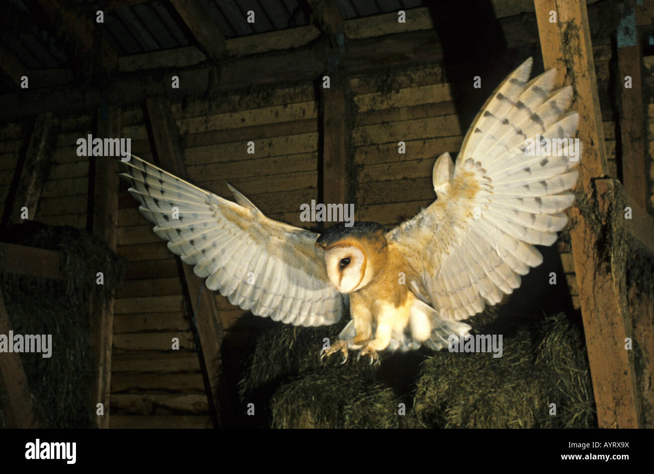 Barn Owl (Tyto alba) descending to catch a mouse in a barn Stock Photo