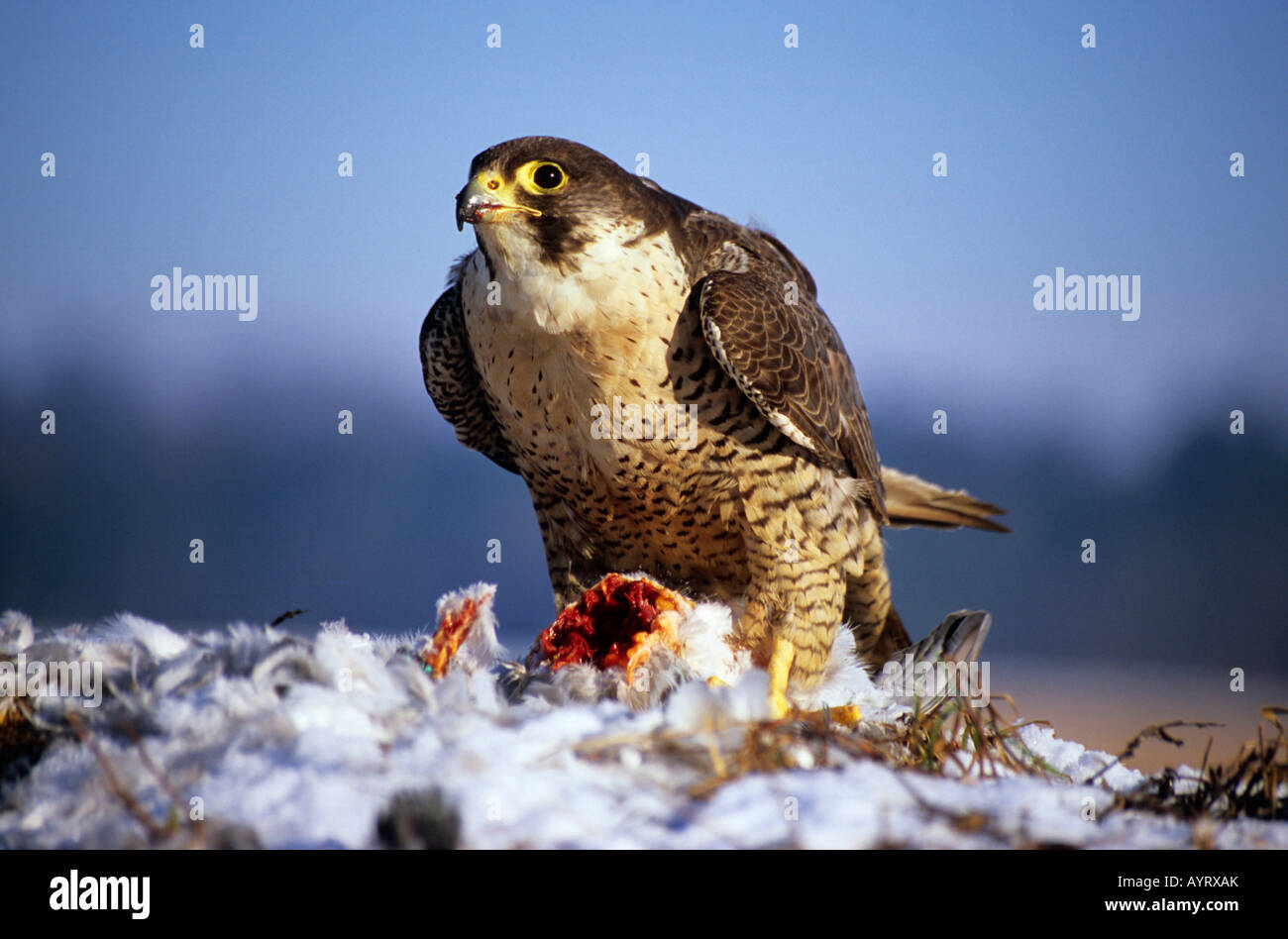 golden eagle vs peregrine falcon speed