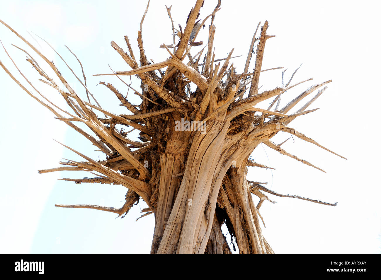 Rootstock weathered by sun and water Stock Photo
