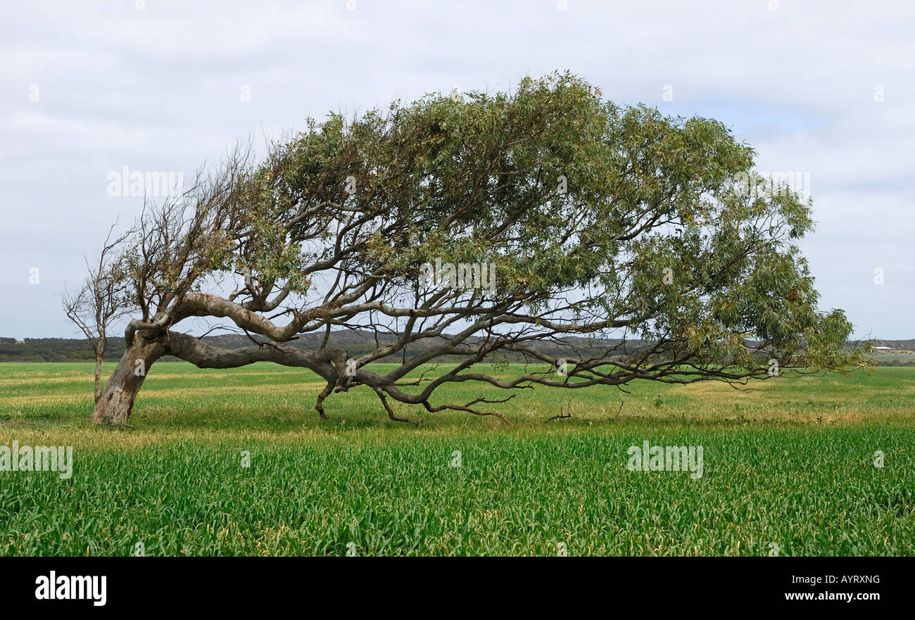 Leaning Tree, gum tree (Eucalyptus) withstanding years of strong sea wind, Geraldton, Western
