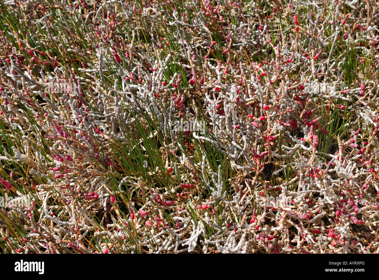 Salt marsh and vegetation (Sarcocornia), Port Gregory, Western Australia, Australia Stock Photo