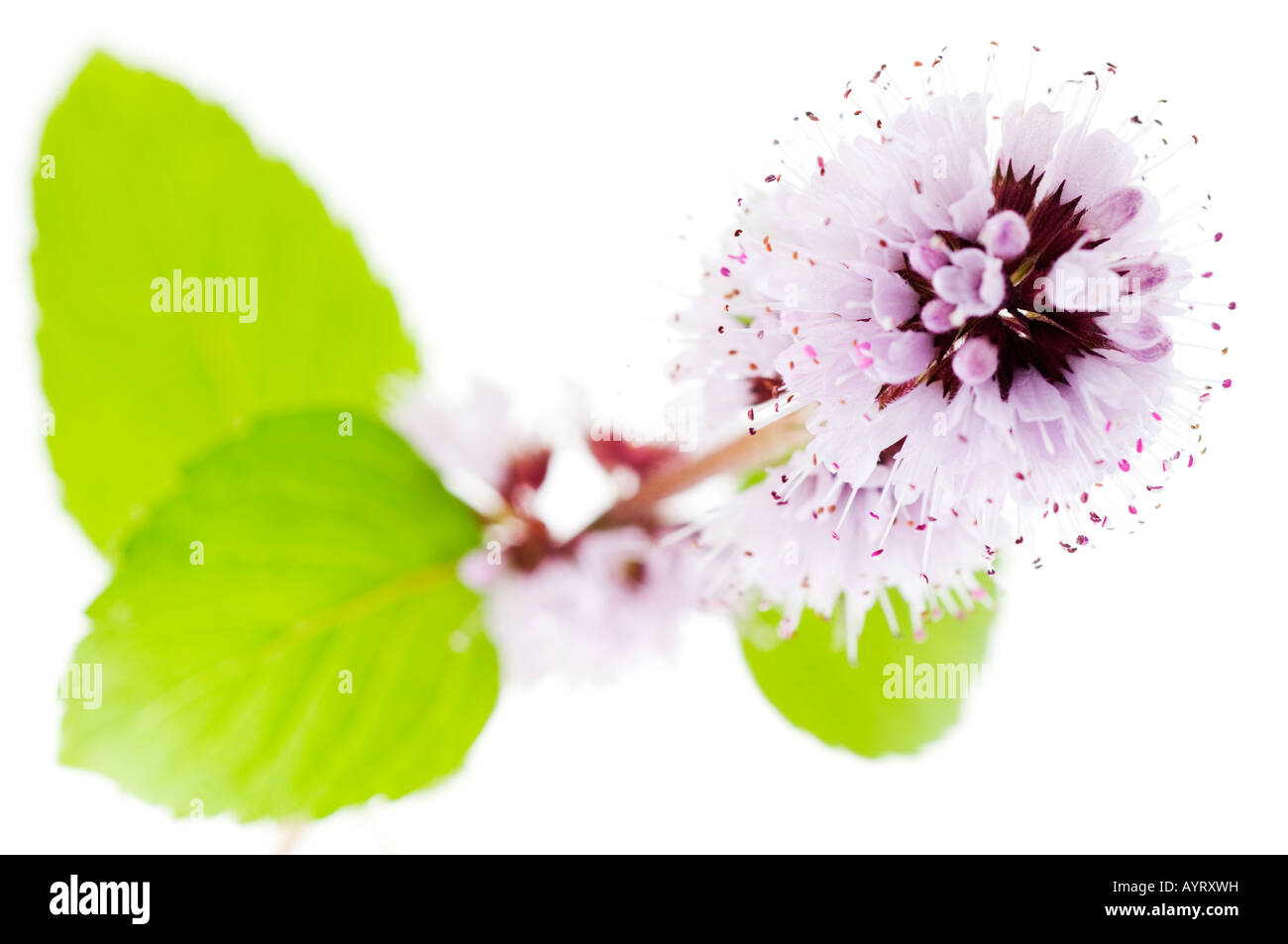 Detail, Water Mint (Mentha aquatica, Mentha hirsuta), violet blossoms Stock Photo