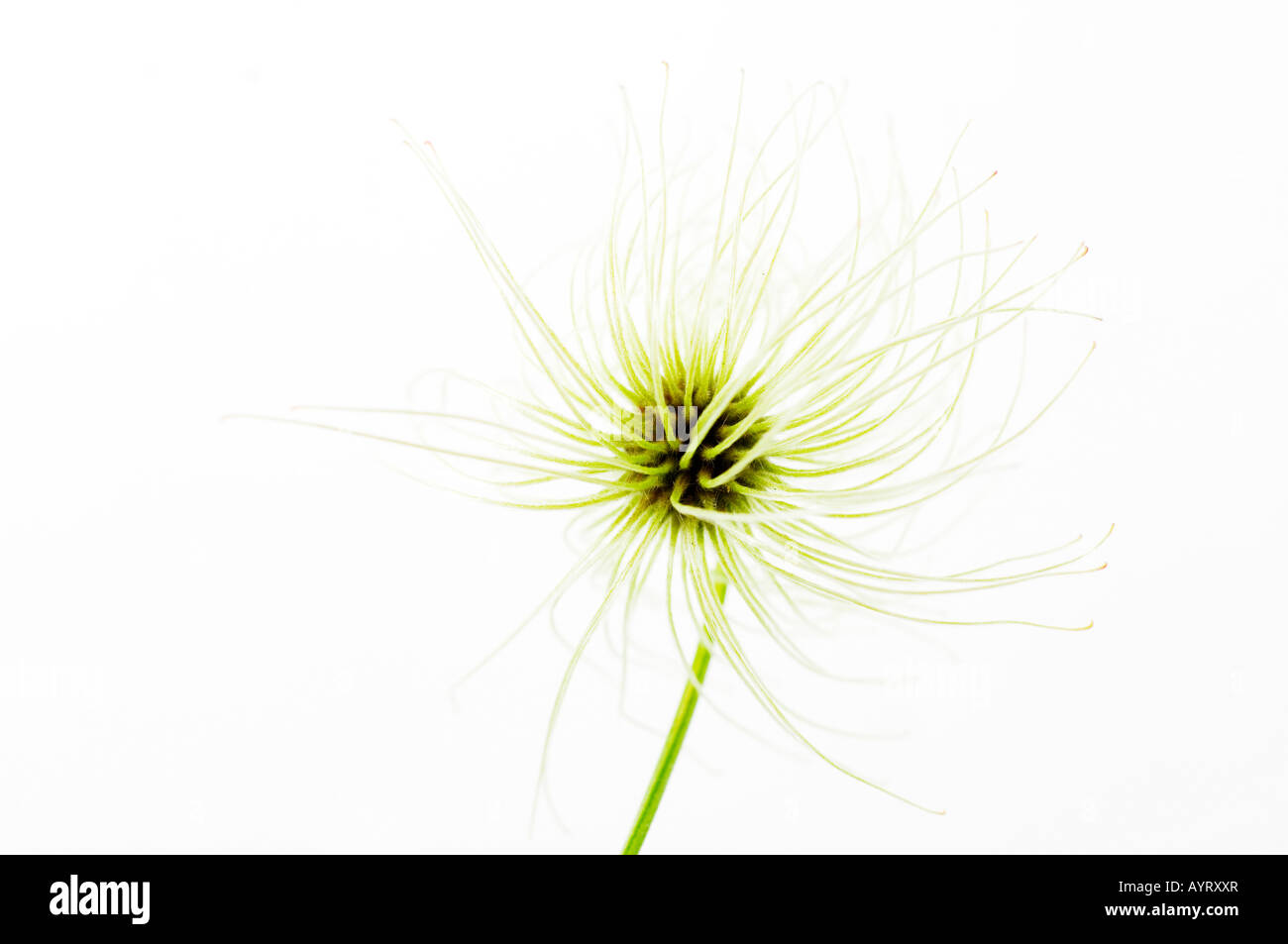 Detail, fruiting body of a clematis blossom (Clematis) Stock Photo