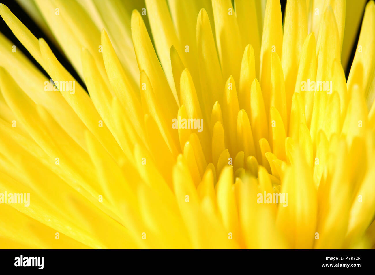 Detail, yellow chrysanthemum blossom (Chrysanthemum) Stock Photo