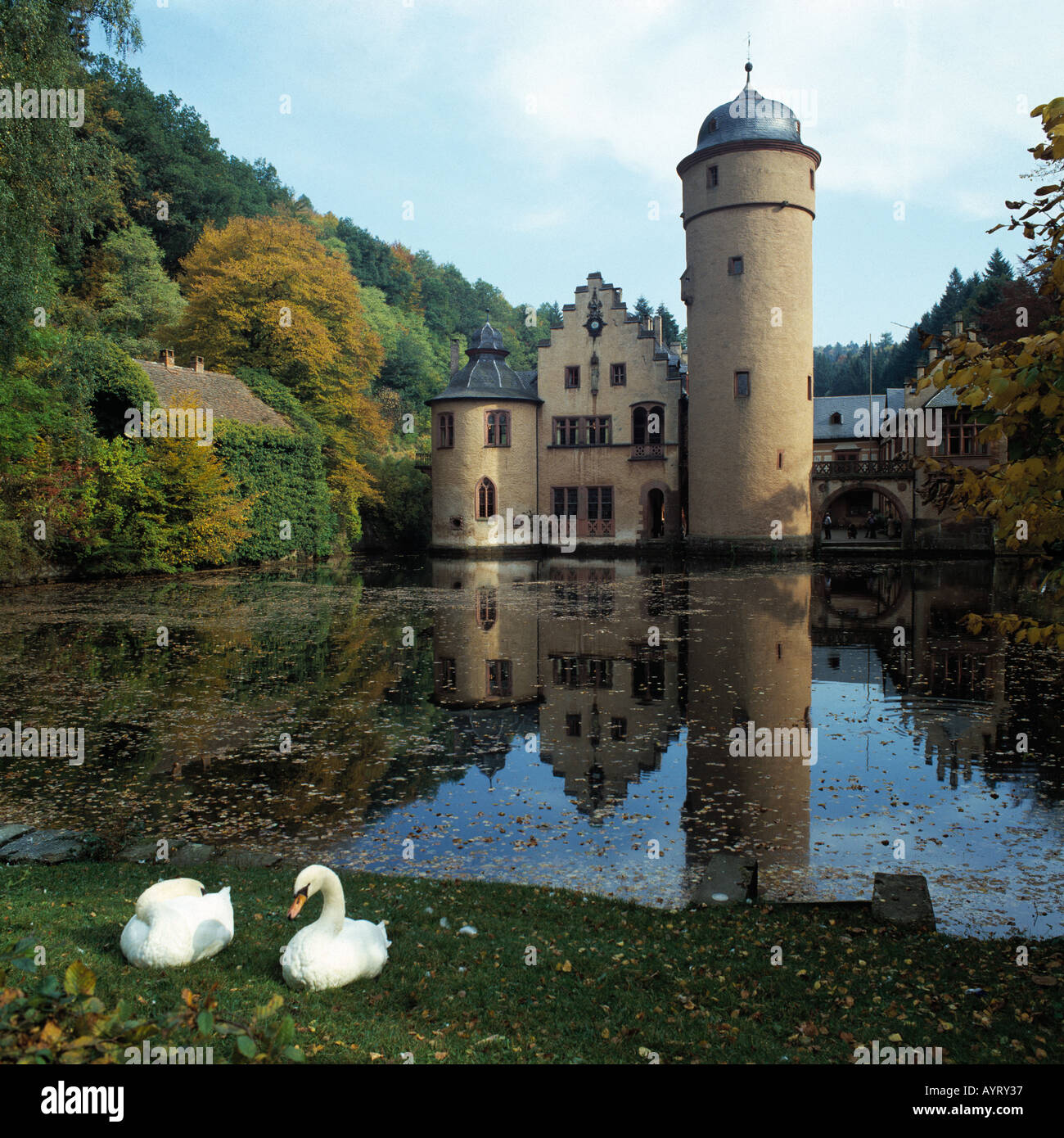 Wasserschloss Mespelbrunn, zwei Schwaene am Teichufer, Herbstlaub auf dem Wasser, Mespelbrunn, Naturpark Bayerischer Spessart, Unterfranken, Bayern Stock Photo