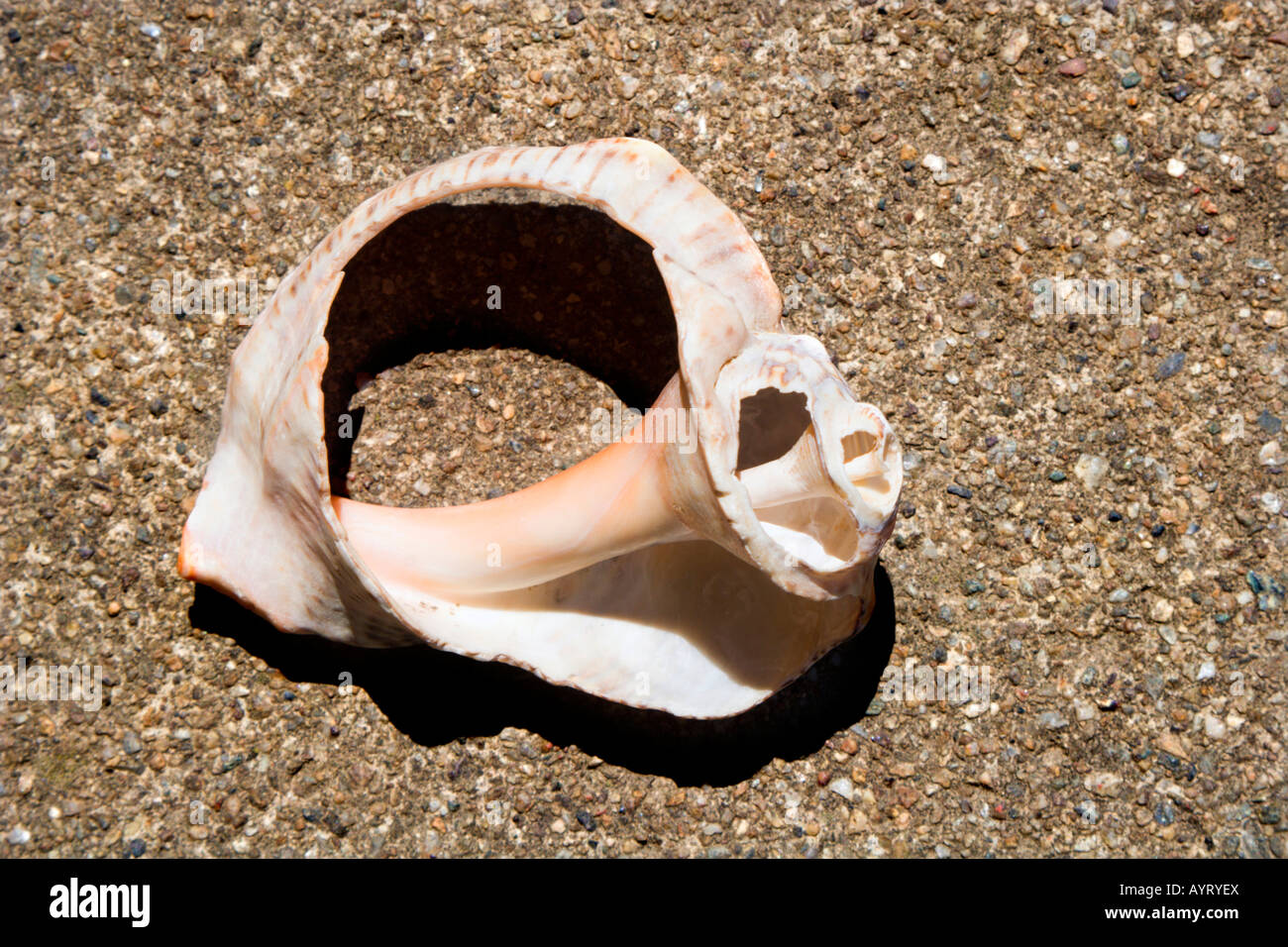 Seashell, shell Stock Photo