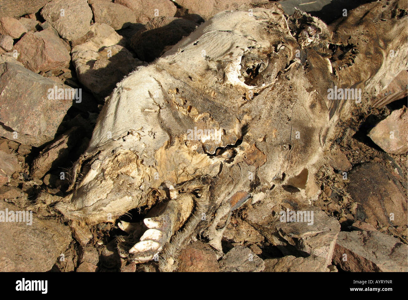 Egypt, Sinai, Dahab, dead camel in the desert Stock Photo