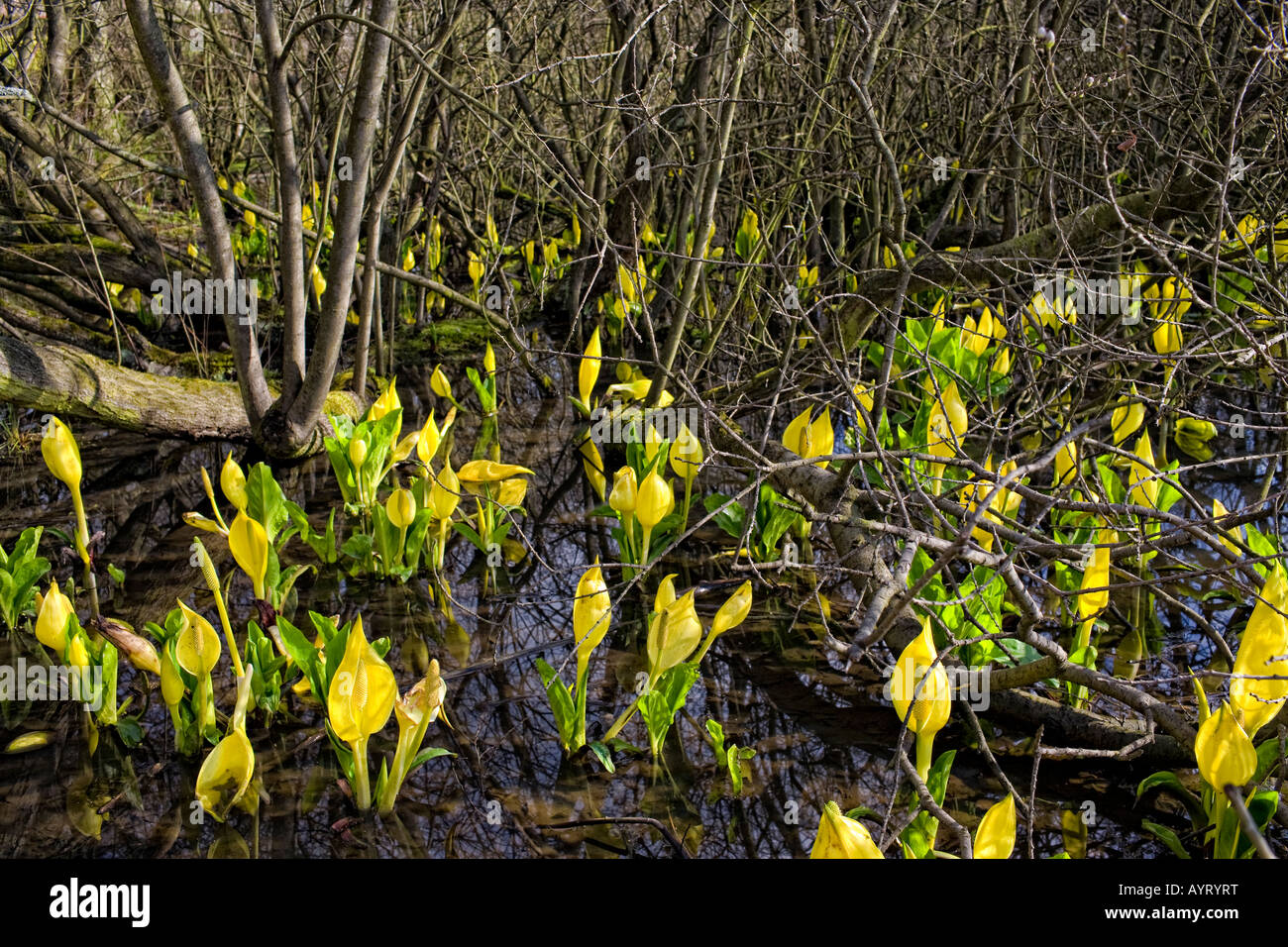 Lysichiton americanus, Western Skunk cabbage Stock Photo - Alamy