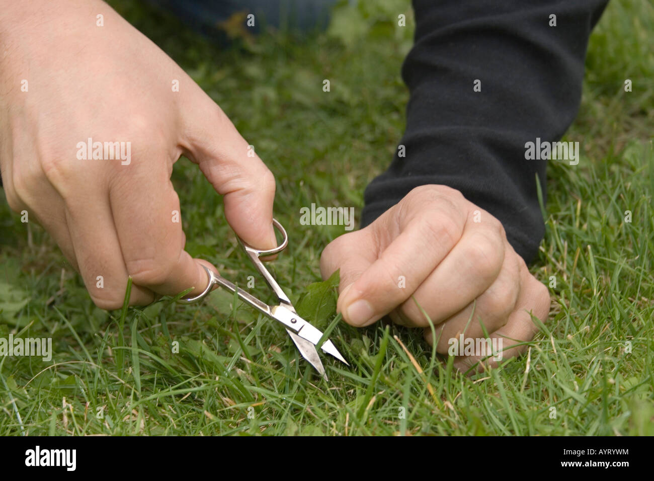 Man cutting grass on his lawn using nail scissors Stock Photo