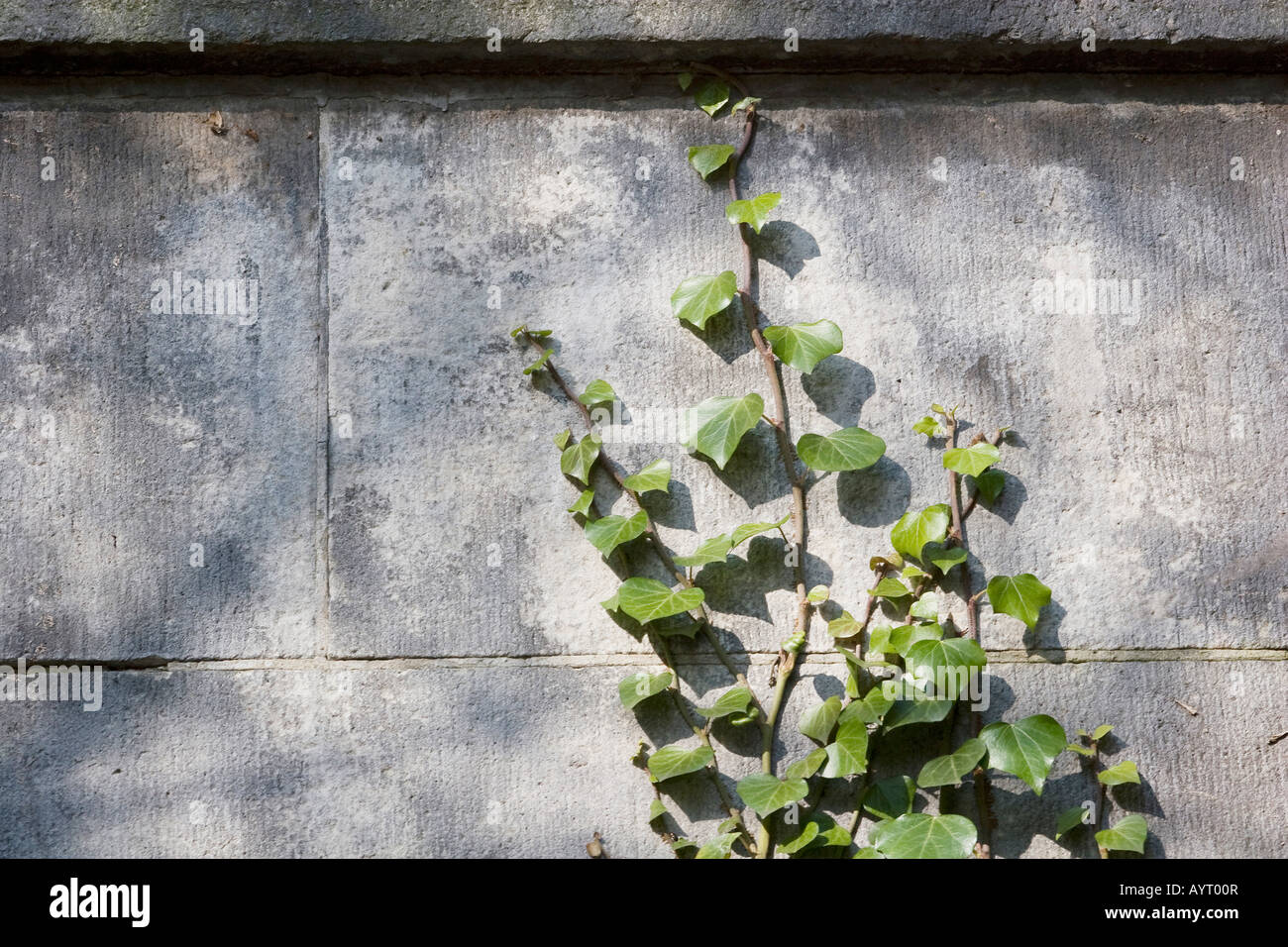Ivy (Hedera helix) growing along a wall Stock Photo