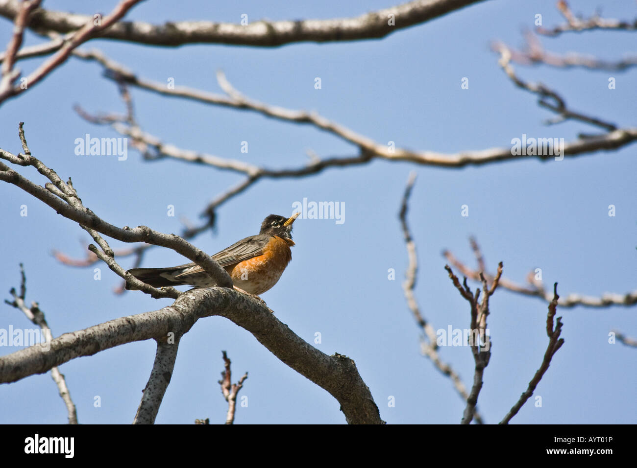 Male american robin sitting on the tree hi res stock photo alamy
