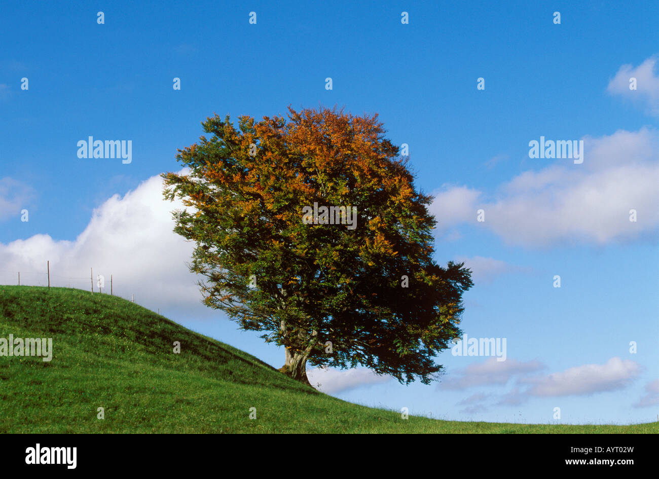 Beech tree (Fagus sylvatica) in autumn, East Allgaeu, Bavaria, Germany, Europe Stock Photo