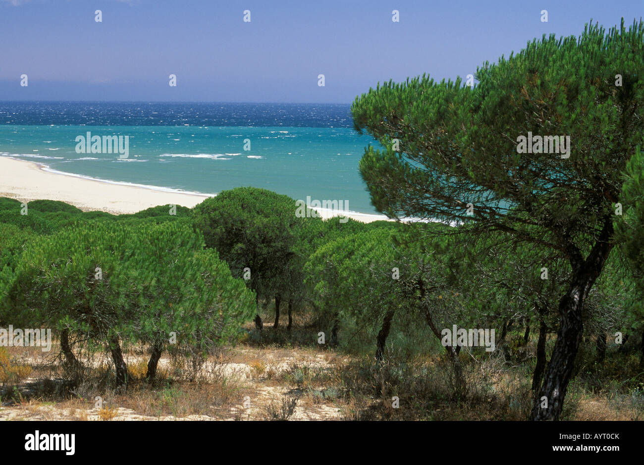 Umbrella pine hi-res stock photography and images - Alamy