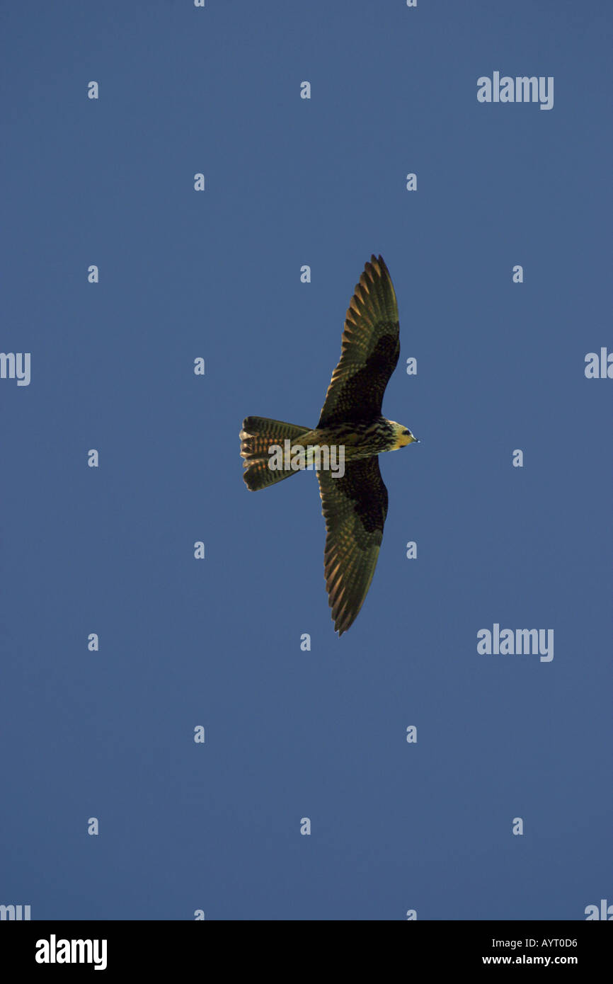 Eleonoras falcon in flight These falcons nest at Alonisos island Sporades Aegean Stock Photo