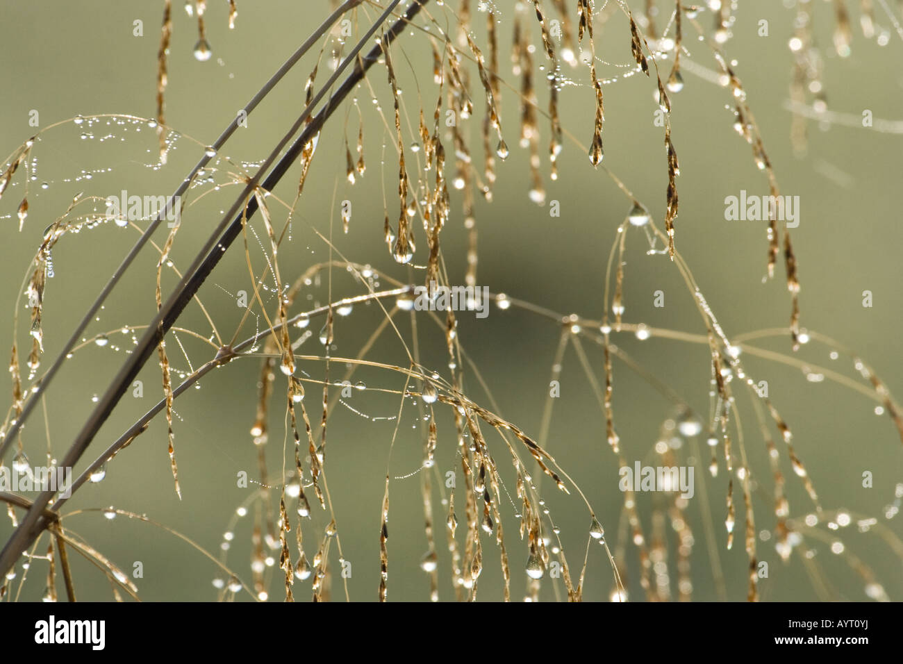 morning dew on sedges - Cyperaceae Stock Photo
