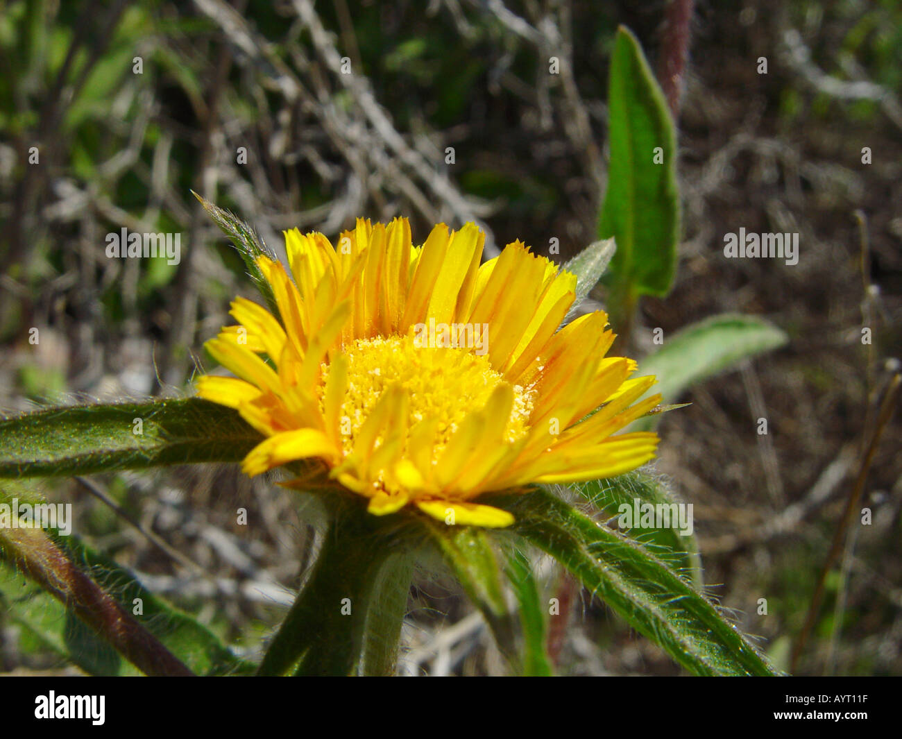Pallenis spinosa flower by Golf of Polis Cyprus name engl lat 31 Stock Photo