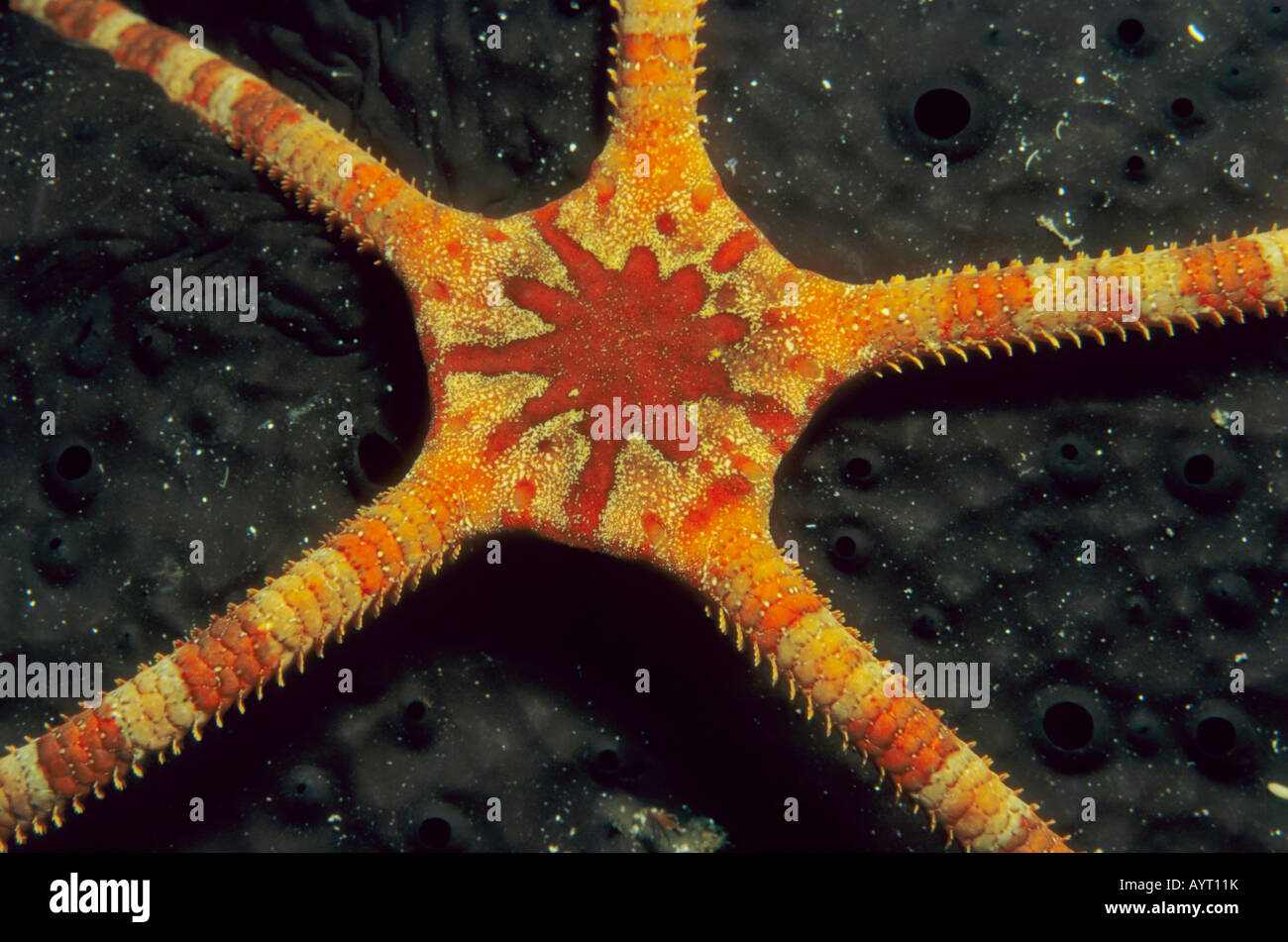 Ruby Brittle Star (Ophioderma rubicundum) on a sea sponge, Mediterranean Sea Stock Photo