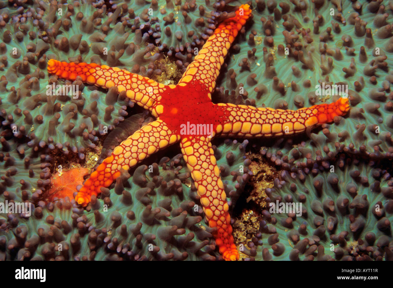 Sea Star (Fromia monilis), Indian Ocean Stock Photo