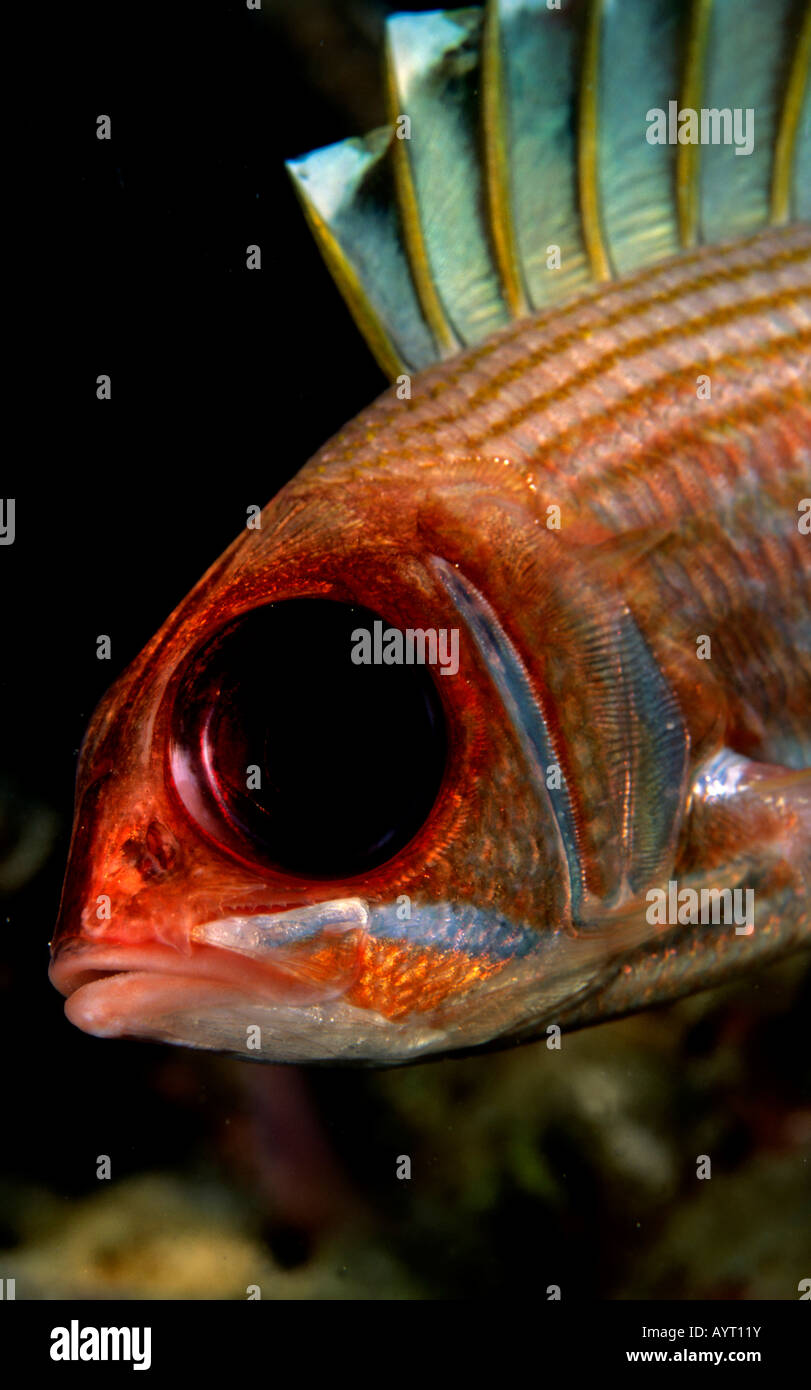 Squirrelfish (Holocentrus adscensionis), Caribbean Stock Photo