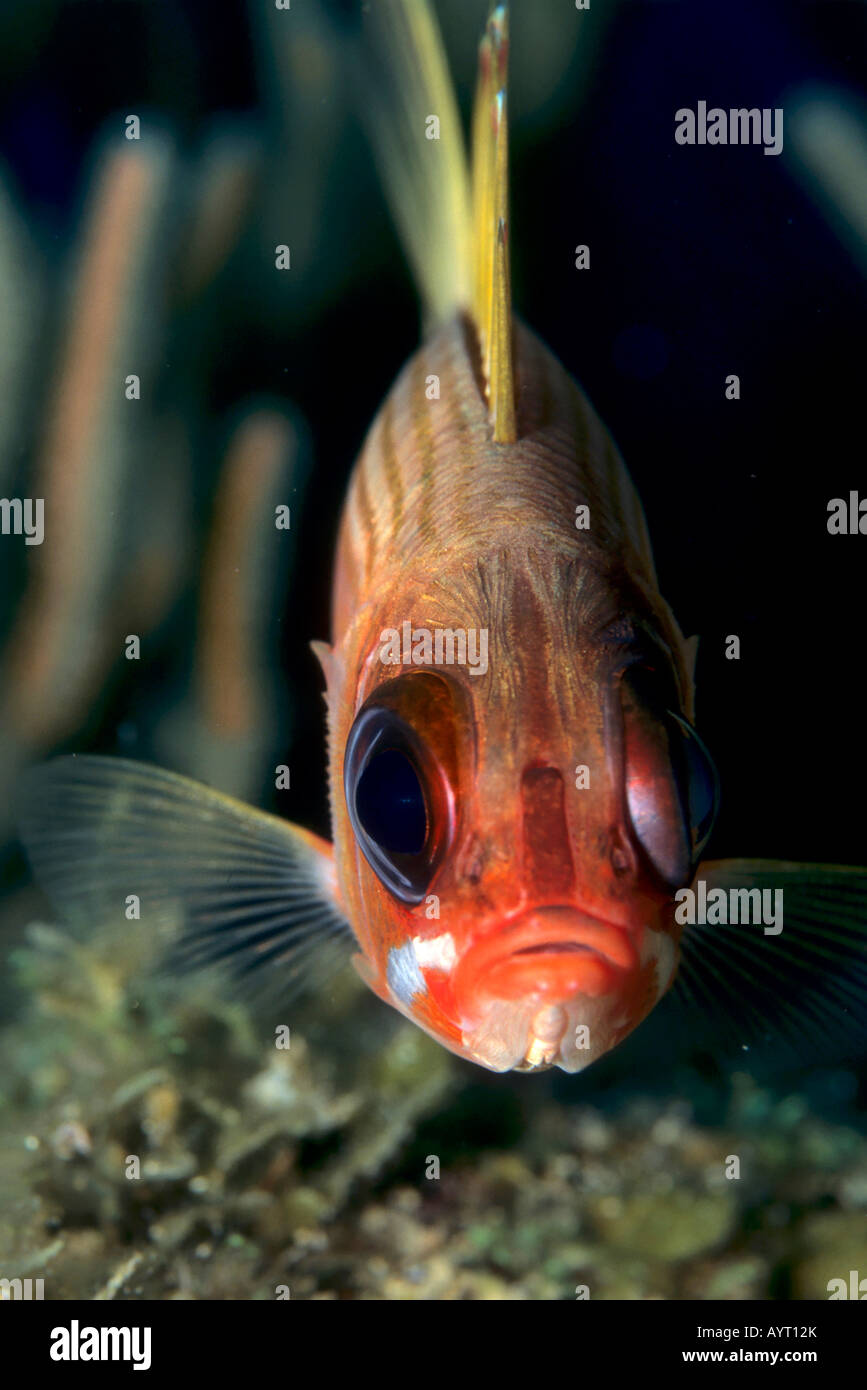 Squirrelfish (Holocentrus adscensionis), Caribbean Stock Photo
