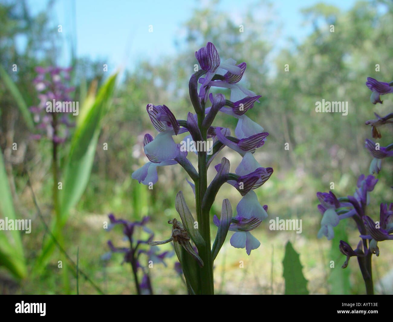 Orchis syriaca Akamas National Park Polis Cyprus name engl lat 22 Stock Photo