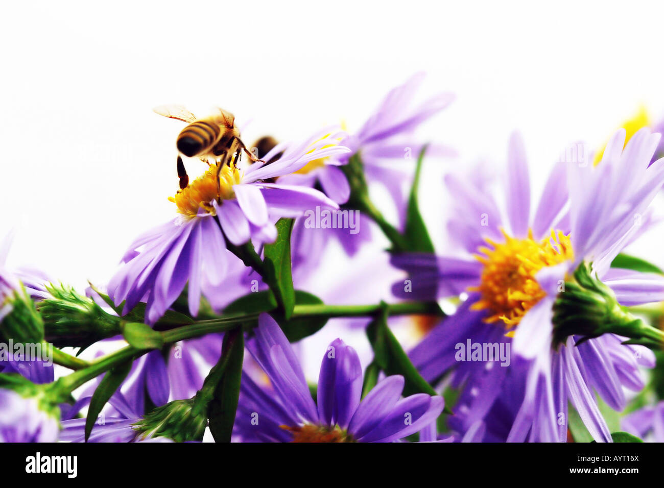 Bee (Apiformes) perched in flowers Stock Photo