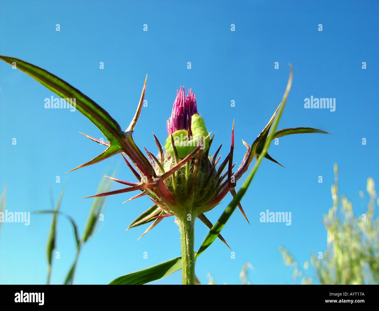 Syrian Thistle Flower near Corall Bay Cyprus name engl lat 5 Stock Photo