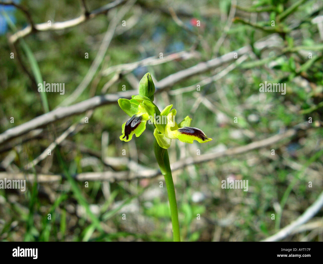 Yellow Ophrys Orchid flower in Pegeia Wood Cyprus Stock Photo