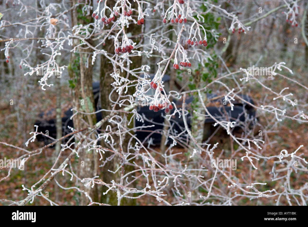 a view through frost covered branches of old derelict black vintage car lying forgotten in a wintry forest Stock Photo