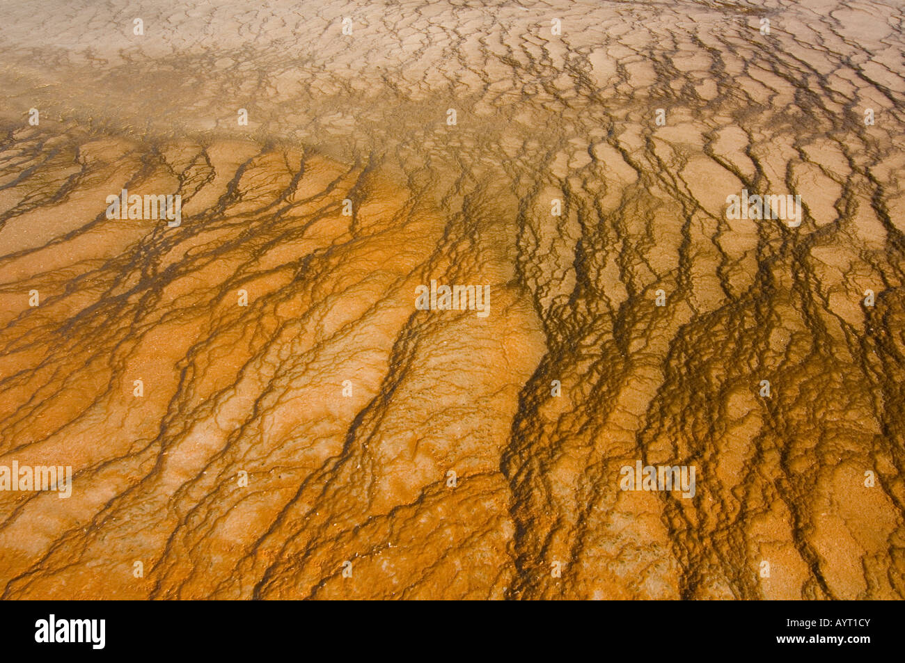 Detail, Grand Prismatic Pool, Midway Geyser Basin, Yellowstone National Park, Wyoming, USA Stock Photo
