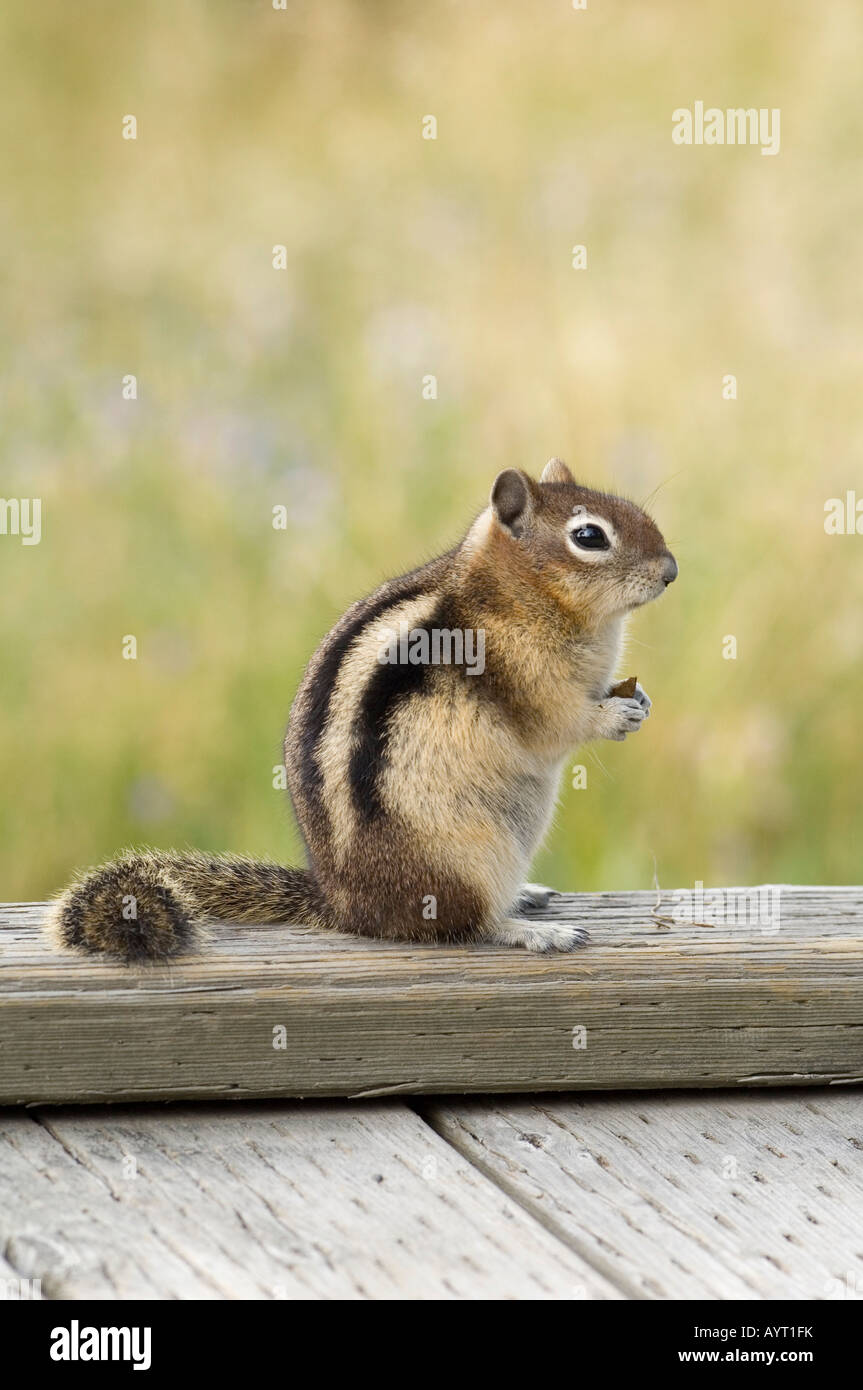 Golden-mantled Ground Squirrel (Spermophilus lateralis) feeding, Yellowstone National Park, Wyoming, USA Stock Photo