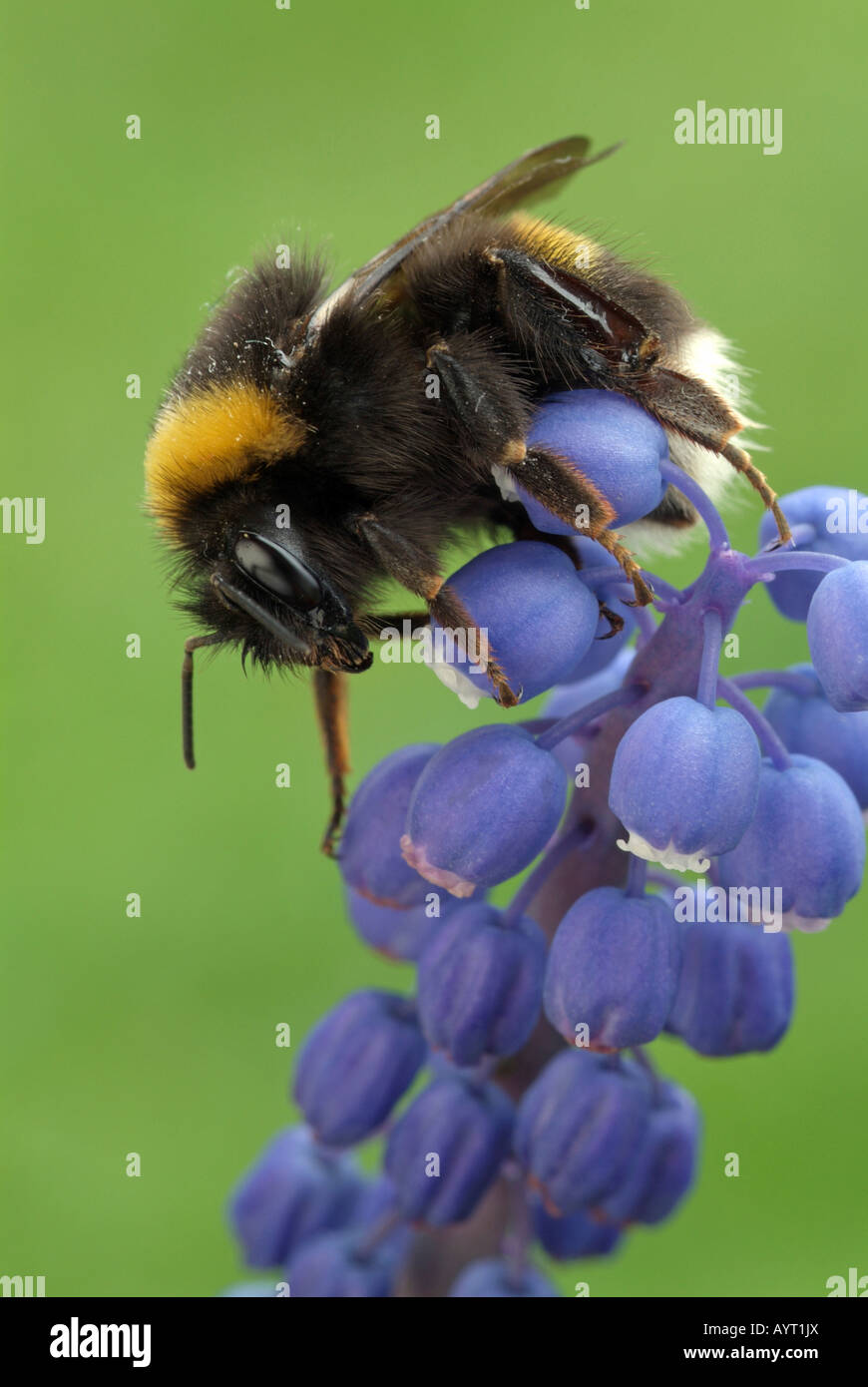 Bumblebee (Bombus lucorum), Schwaz, Tirol, Austria, Europe Stock Photo