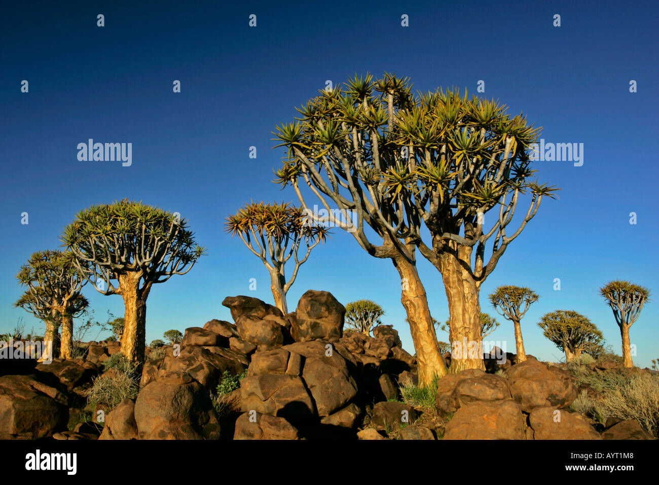 Koecherbaumwald Aloe dichotoma Keetmanshoop Namibia Afrika Quiver tree forest aloe dichotoma Keetmanshoop Namibia Africa Stock Photo