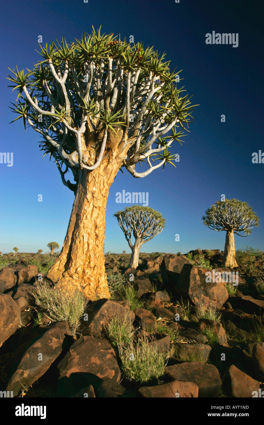 Koecherbaumwald Aloe dichotoma Keetmanshoop Namibia Afrika Quiver tree forest aloe dichotoma Keetmanshoop Namibia Africa Stock Photo