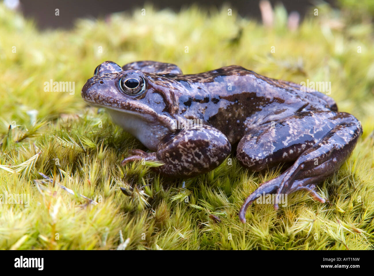 European Common Brown Frog (Rana temporaria), Kelchsau, Tirol, Austria, Europe Stock Photo