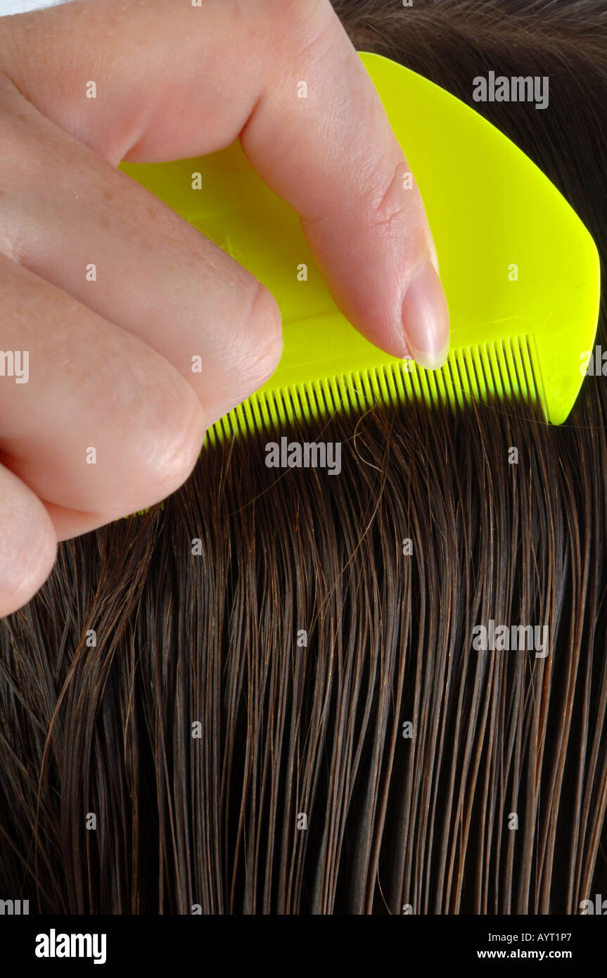 nit comb