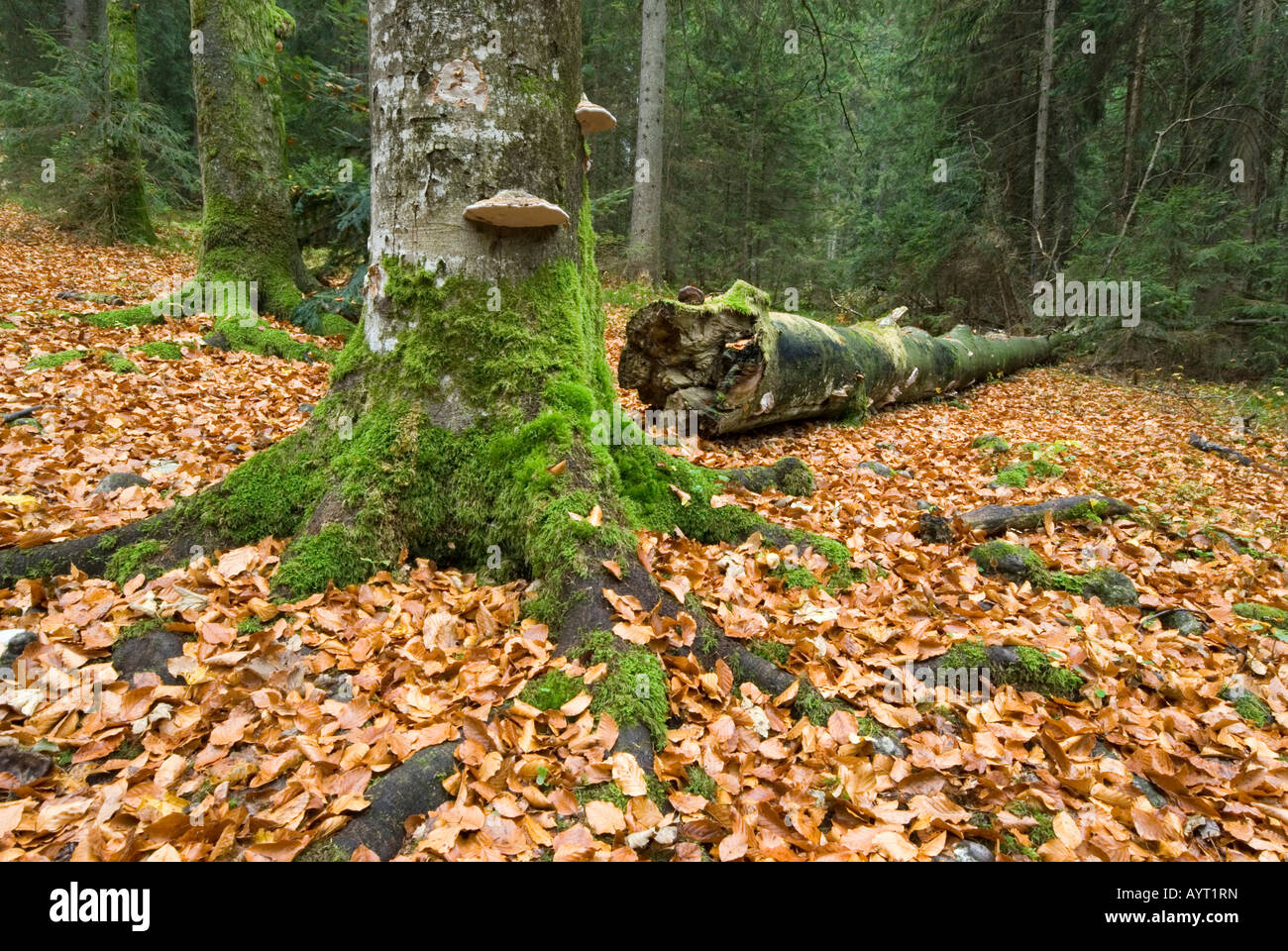Autumn forest, fallen leaves, Berchtesgaden National Park, Bavaria, Germany, Europe Stock Photo