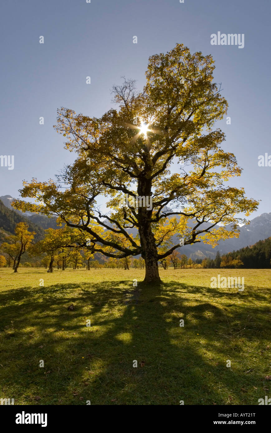 Sycamore Maple (Acer pseudoplatanus), Karwendel Range, Austrian Alps, Tirol, Austria, Europe Stock Photo