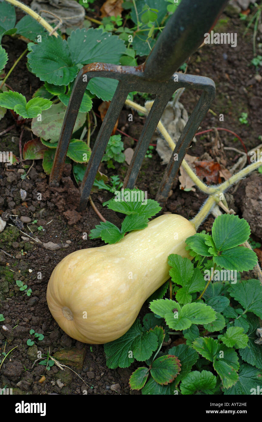Butternut squash and gardening fork Stock Photo