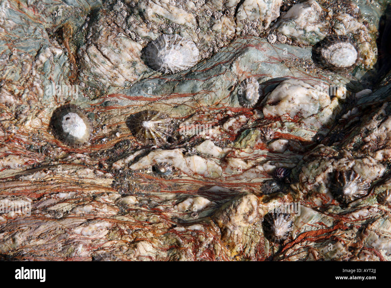 Patterns of shells on the rocks by the seashore, Stock Photo