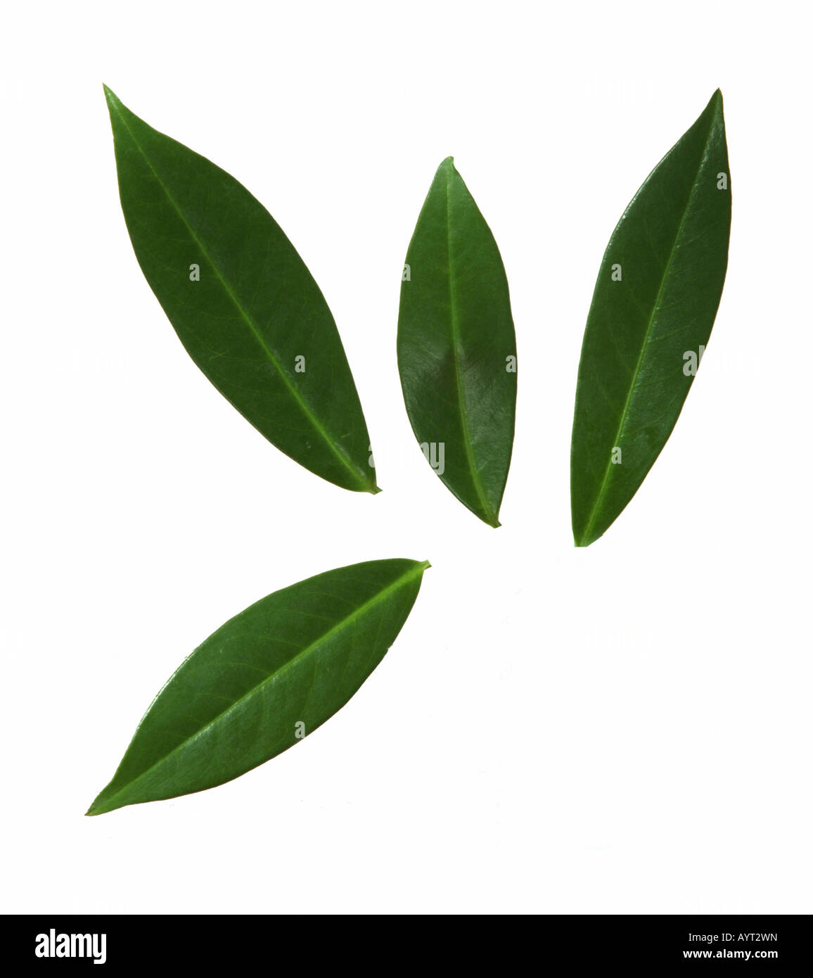 Mango leaves (Mangifera) Stock Photo